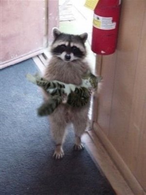 Rockey & cat.jpg