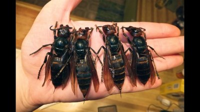 maxresdefault.jpg maxresdefault.jpg