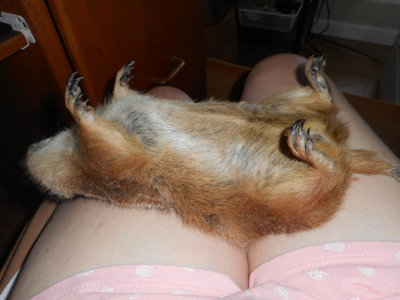 Flair out like a lite.jpg Flair out like a lite.jpg