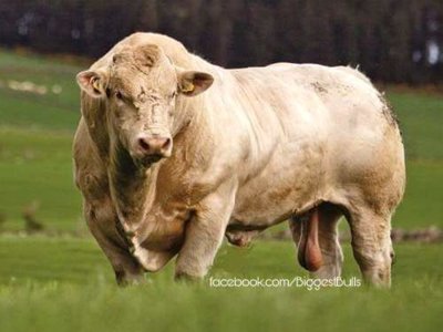 bull.jpg