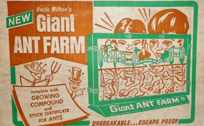 ant farm.jpg