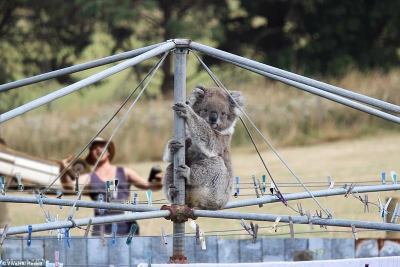 06168-6650769-Australia_s_wildlife_is_one_of_its_biggest_attractions_to_the_re-a-2_1548898331174.jpg