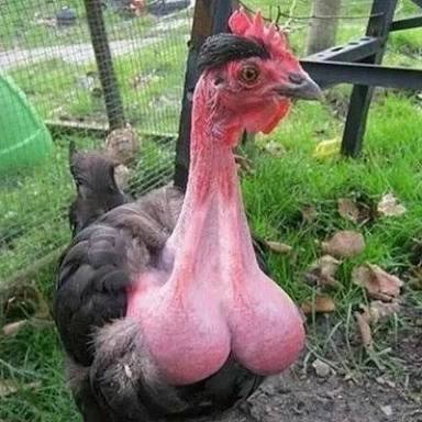 images (12).jpeg images (12).jpeg