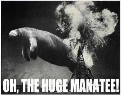 huge manatee.jpg
