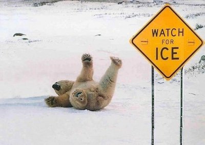 bear.jpg