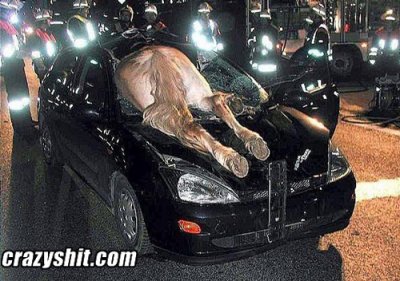 052309_horse_fail.jpg
