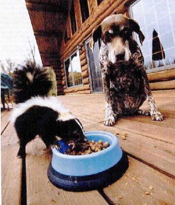 skunk.jpg