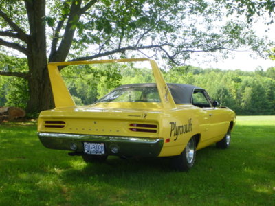 bee&birdjuly182019 011.JPG