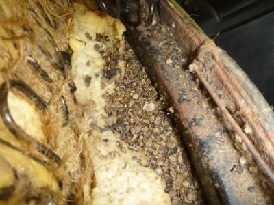 superbirdcleanup2019part2 056.JPG