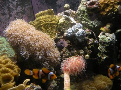 REEF PICTURES 007.jpg