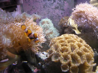 REEF PICTURES 011.jpg