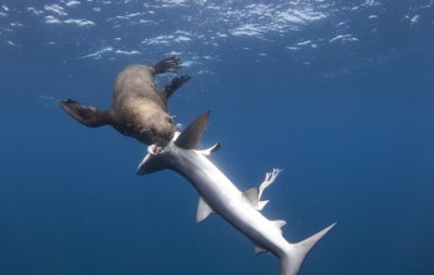 SEAL CHOWIN DOWN.jpg