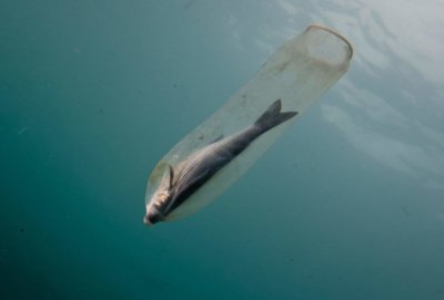 23405953_1409289112473204_3036279552434429995_o.jpg 23405953_1409289112473204_3036279552434429995_o.jpg