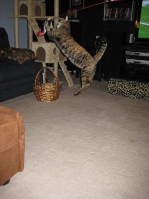 Sansa the gravity defying kitten.JPG