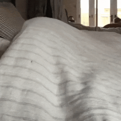 dog_under_the_bedcovers_gif_3993337261.gif
