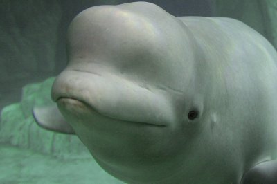 beluga.jpg