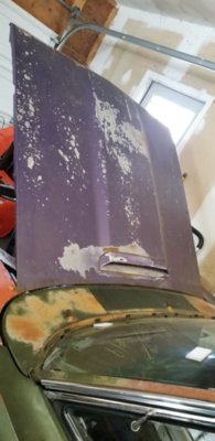 RR Purple Hood 1.jpg RR Purple Hood 1.jpg