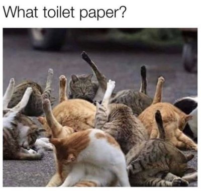 animal-toilet-paper.jpeg