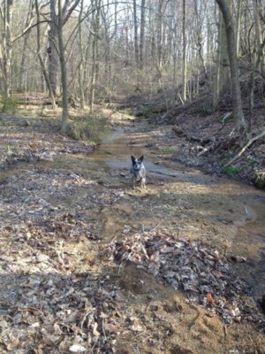 Panda pond 1.JPG Panda pond 1.JPG