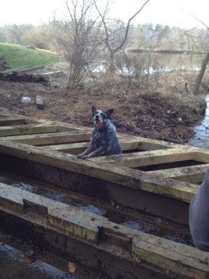 panda pond 3.JPG panda pond 3.JPG