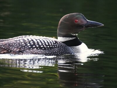 LeDuc_June's loon.jpg