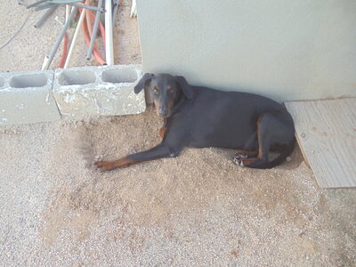 Camelia comfortable.jpg Camelia comfortable.jpg