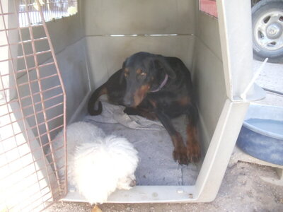 Camelia with Bonita.JPG Camelia with Bonita.JPG