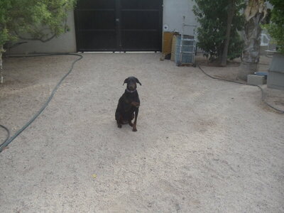 Camelia shacking 1.JPG