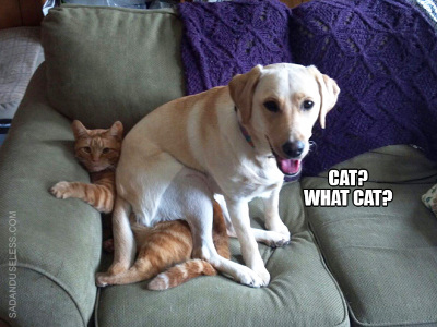 evil-dog17.jpg