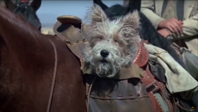 dog on hourse in bag.png dog on hourse in bag.png