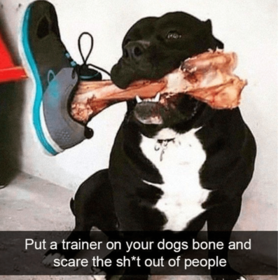 shoe-put-trainer-on-dogs-bone-and-scare-sht-out-people.png