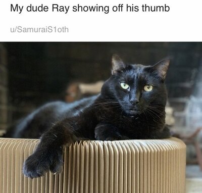 cat-my-dude-ray-showing-off-his-thumb-usamurais1oth.jpeg