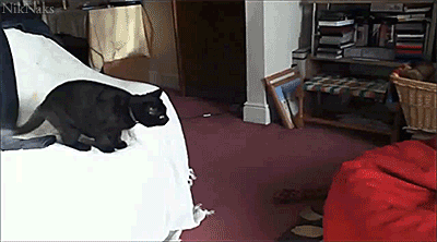 4656e0b725c5cf037d0d22b17fc2bd7e.gif