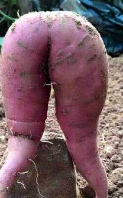 funny-vegetables-p_3513949k_trans_NvBQzQNjv4Bq2ZXbwsGwb6MG4dvJAZWTSHMcAVygFQKrRg6w8JNcbZ4.jpg