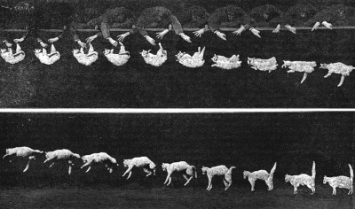 Falling_cat_1894.jpg