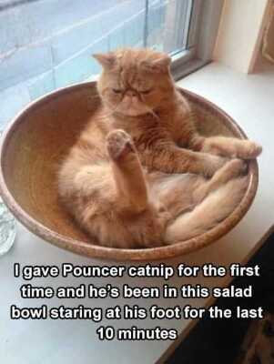 Funny-Pictures-That-Will-Make-Your-Day-032.jpg