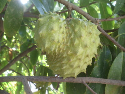soursop.JPG