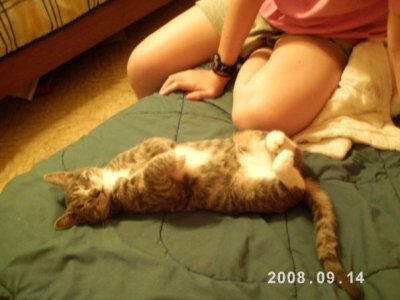 Kitty sleeping.jpg