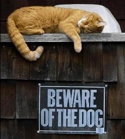 funny-cat-pictures-with-captions-8.jpg
