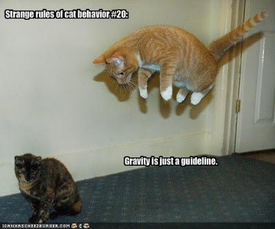 funny+cat+pictures+with+captions+4.jpg