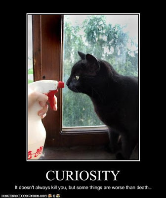 funny-pictures-cat-is-curious.jpg