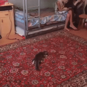 0b5af50c0288421bde0c73028db5f49e.gif