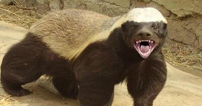honey-badger.jpg