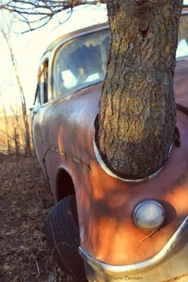 treetrunk.jpg