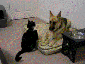 e77ff6b204486994b6a4c7e4f51191b9.gif