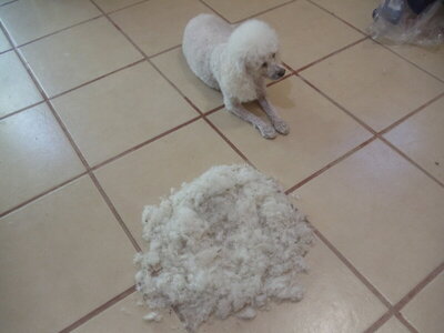 Corazon haircut 101120JPG.JPG Corazon haircut 101120JPG.JPG