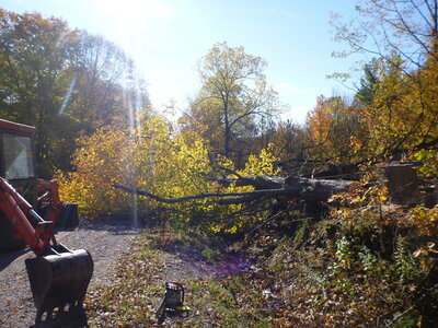 runwayapproachclearingaugsept2020 133.JPG