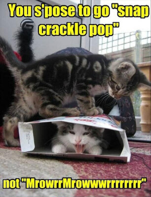 Funny-Cat-Pictures-with-Captions-43.jpg