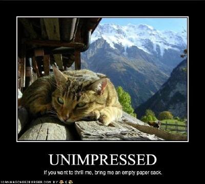 Cool+funny+cat+pictures+with+captions+(93).jpg