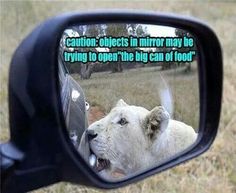 6143aee78508aeb63f98ed855cb4e0a0--funny-animal-pictures-animal-pics.jpg
